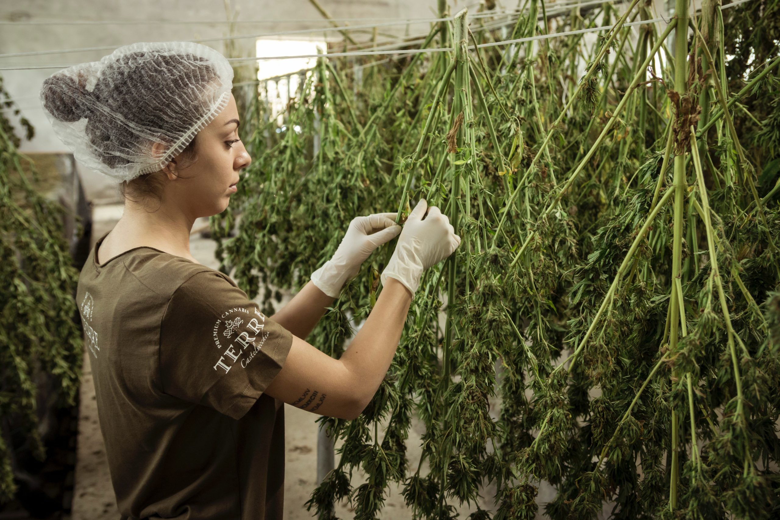 A woman cultivating hybrid marijuana in a greenhouse