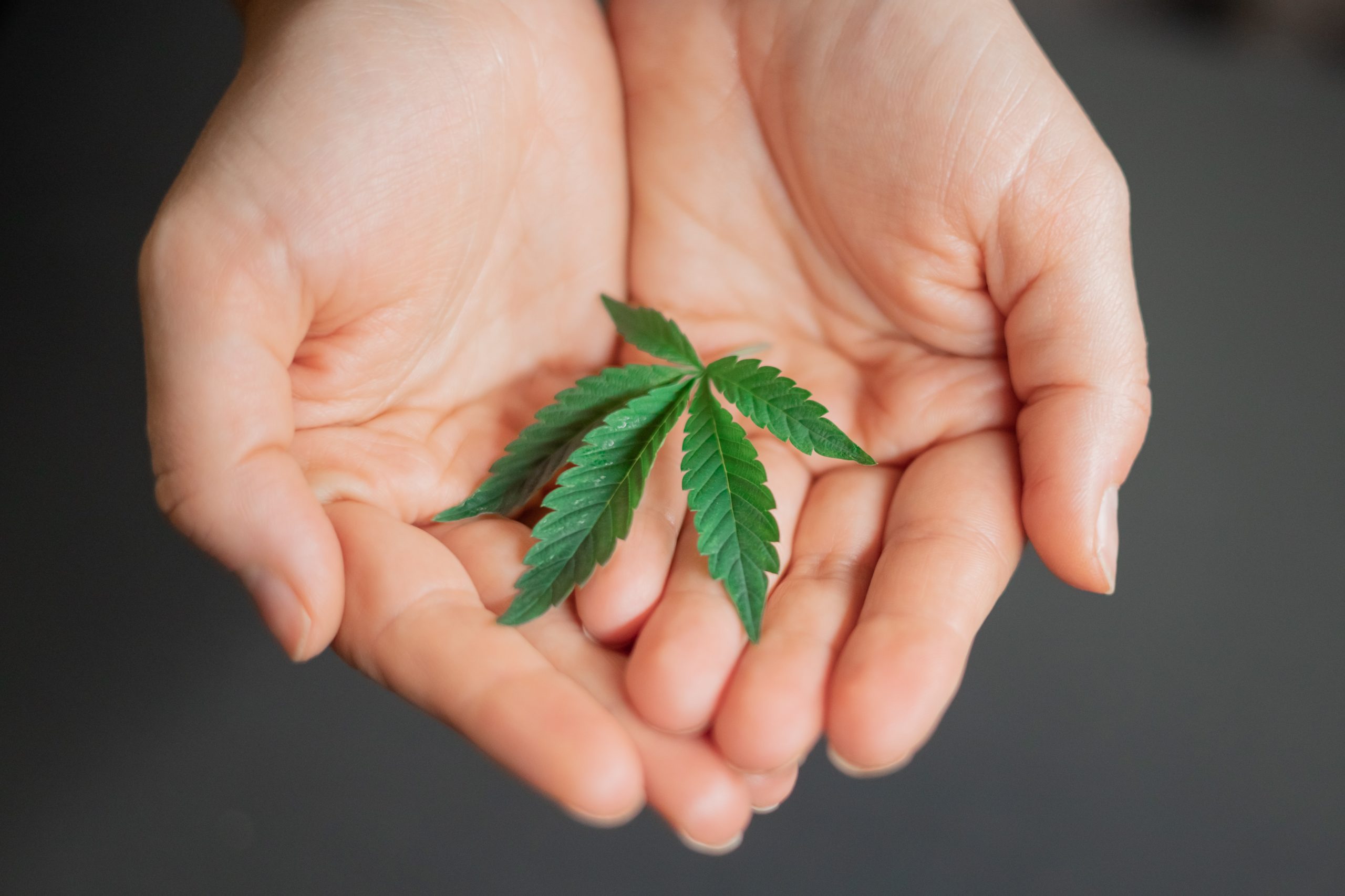 Two hands holding an indica leaf