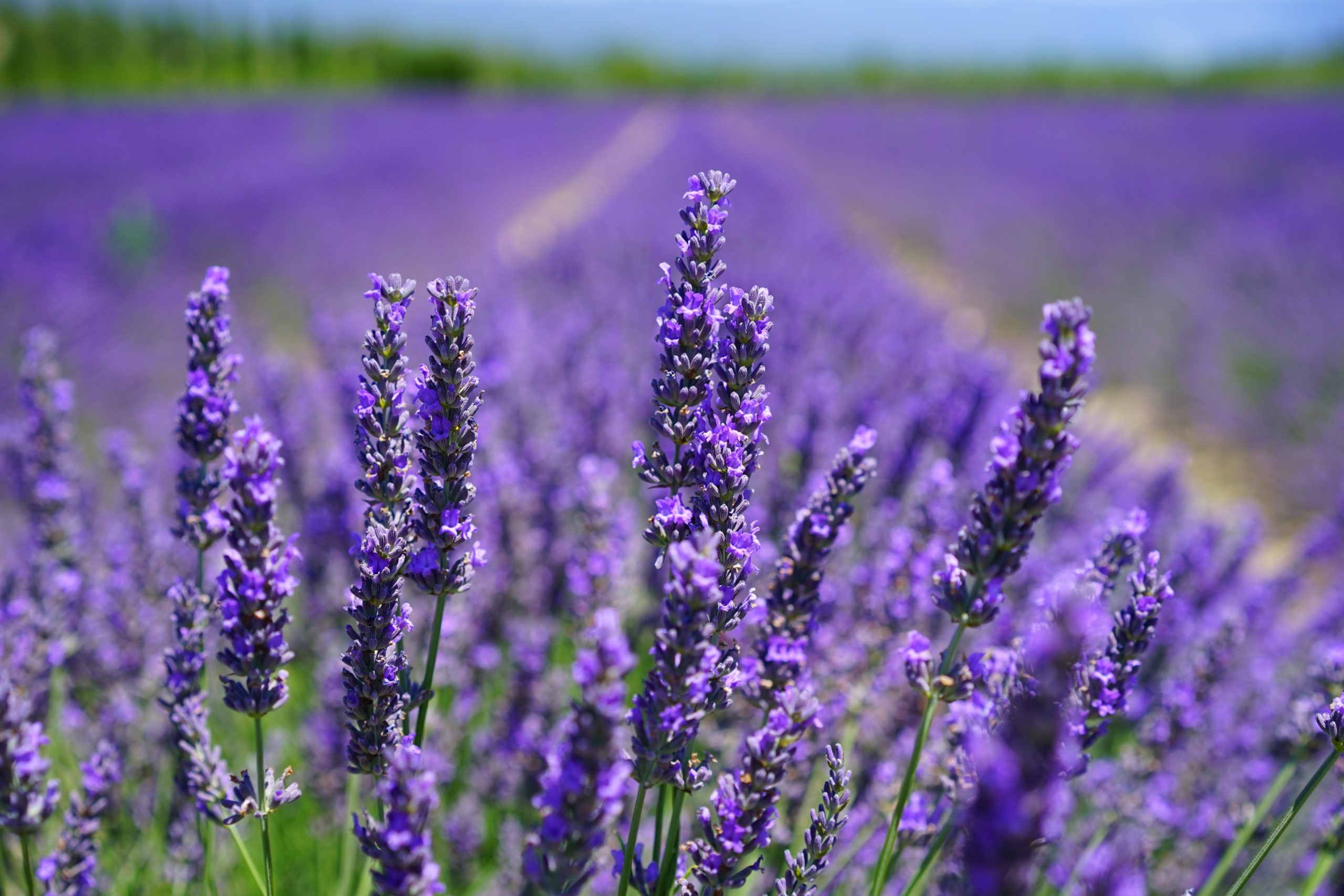 A lavender garden; lavender has a distinctive terpene 