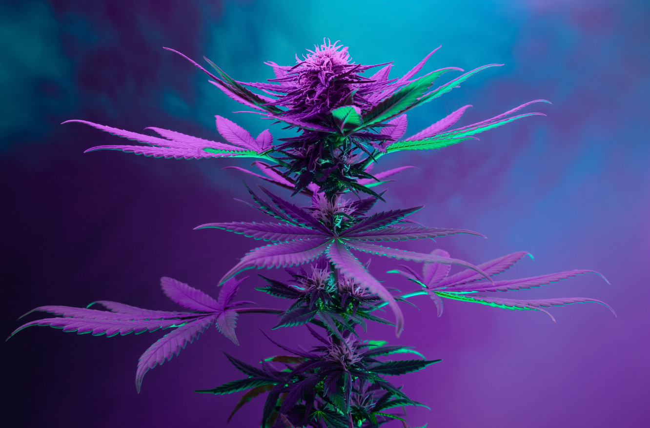 What are Cannabis Flavonoids? Comfort Tree