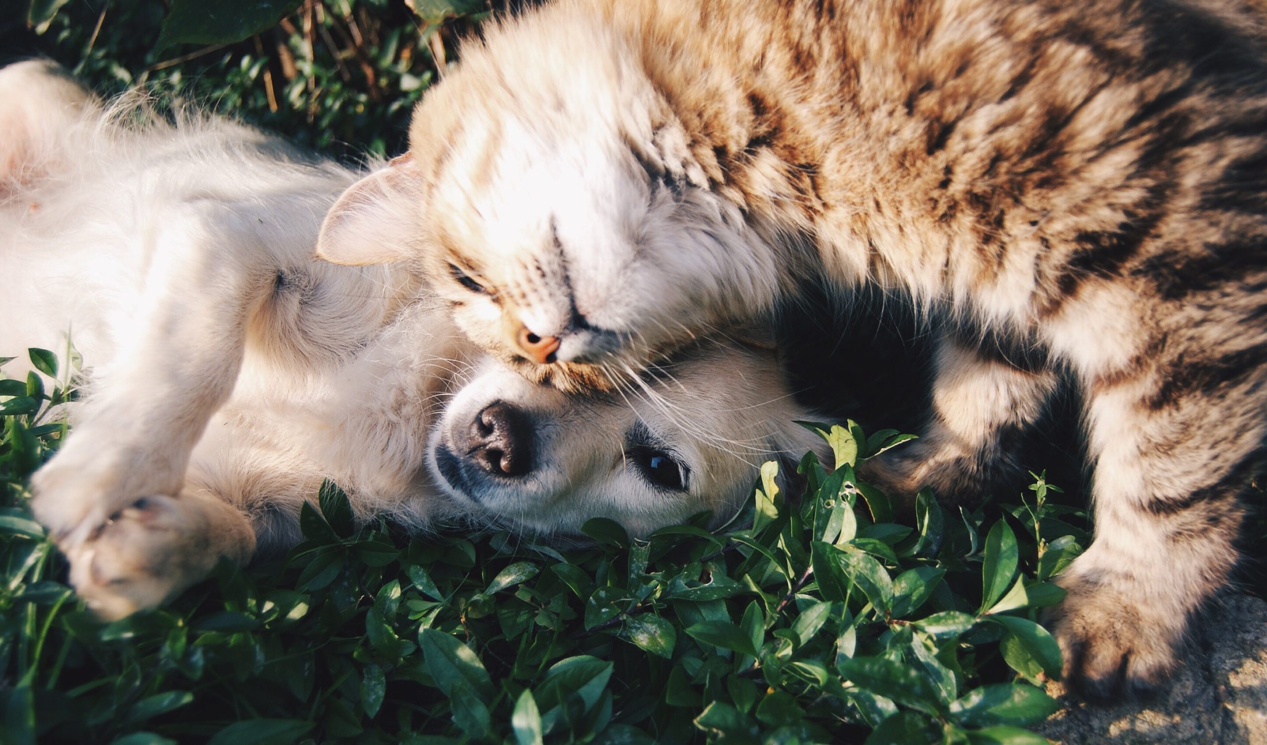 Cat and dog lying beside each other on the grass