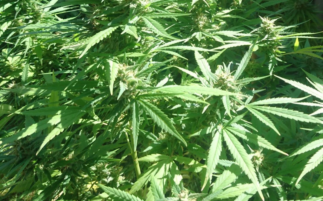 BILL C-45: Regulation of Cannabis in Indigenous Communities