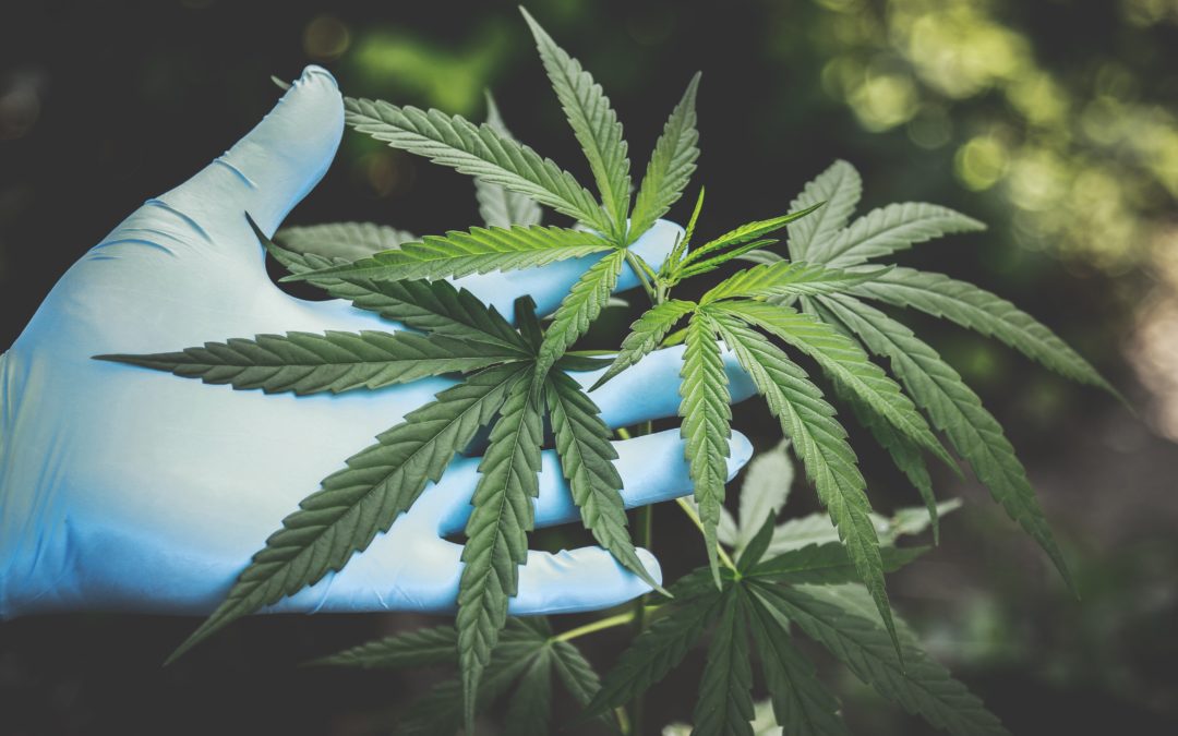 Medical vs. Recreational Marijuana