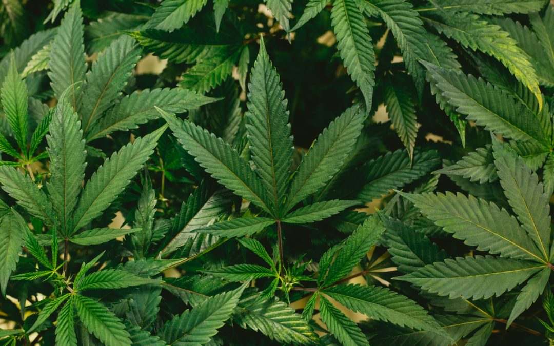 What are Cannabis Strains?