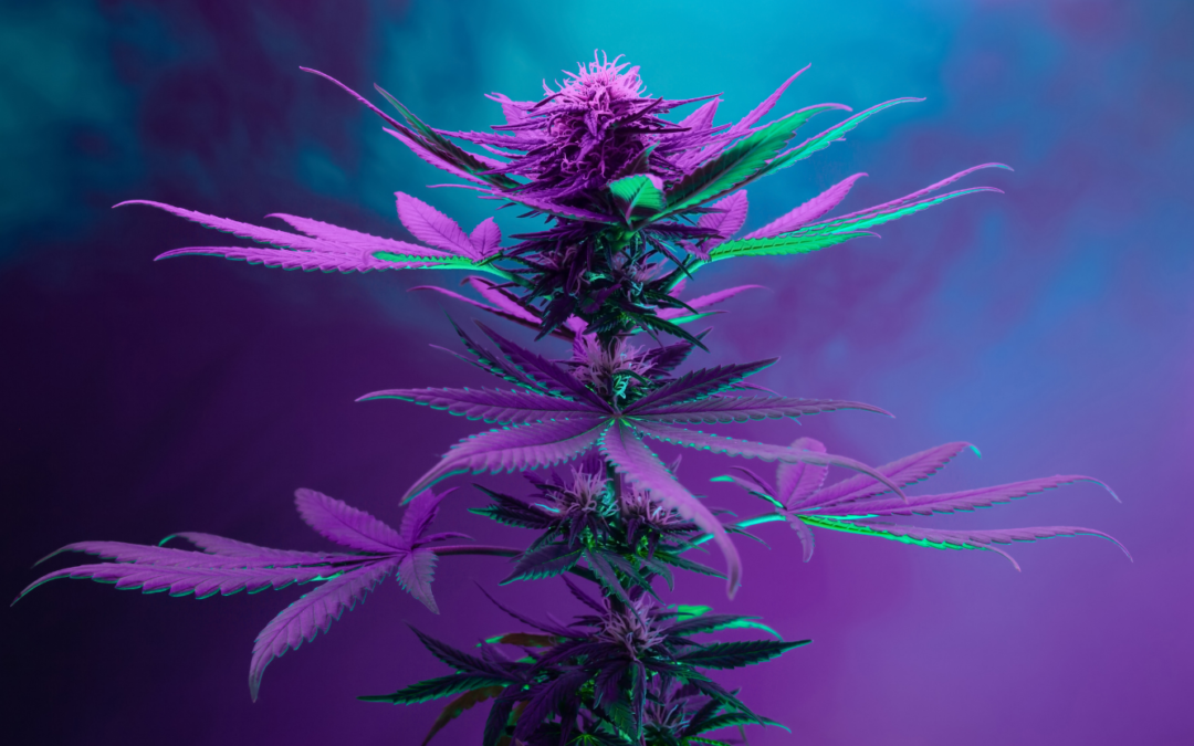 What are Cannabis Flavonoids?
